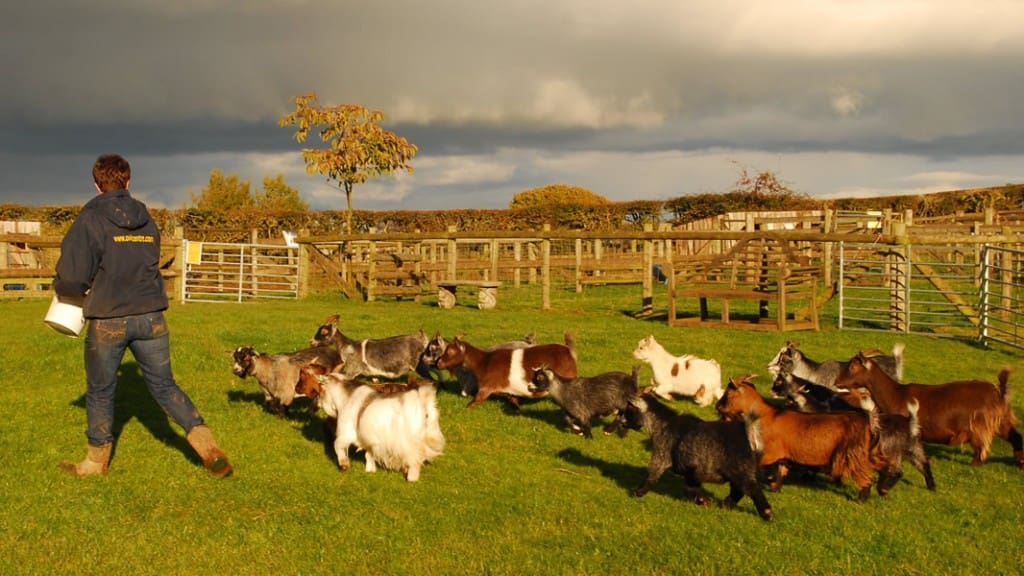 Small Breeds Farm Park