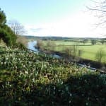 The river and snowdrops at The Weir