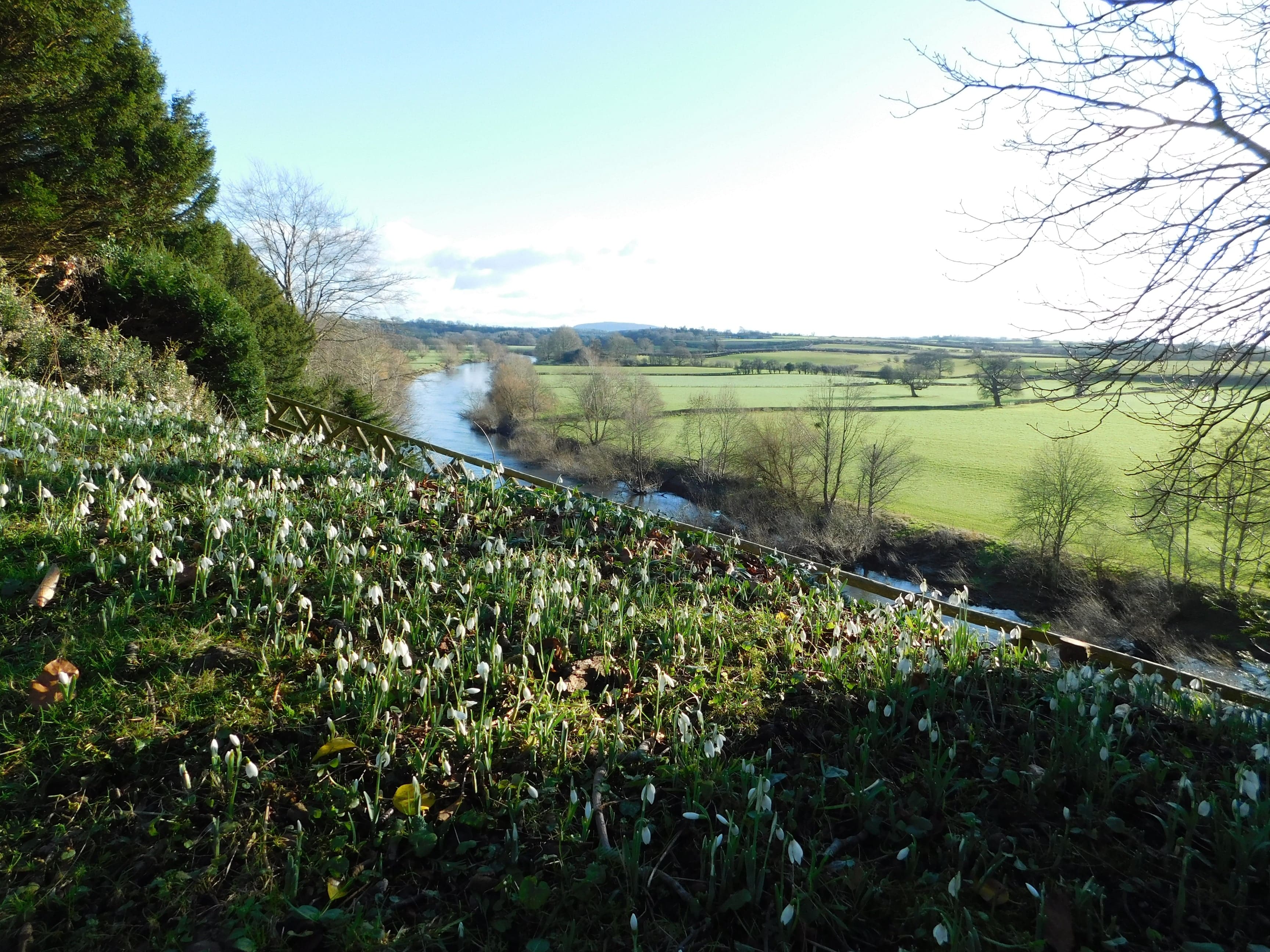 The river and snowdrops at The Weir