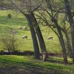 A picture of sheep close up at The Weir