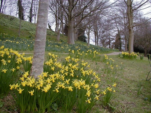 National Trust Weir Gardens Daffodils