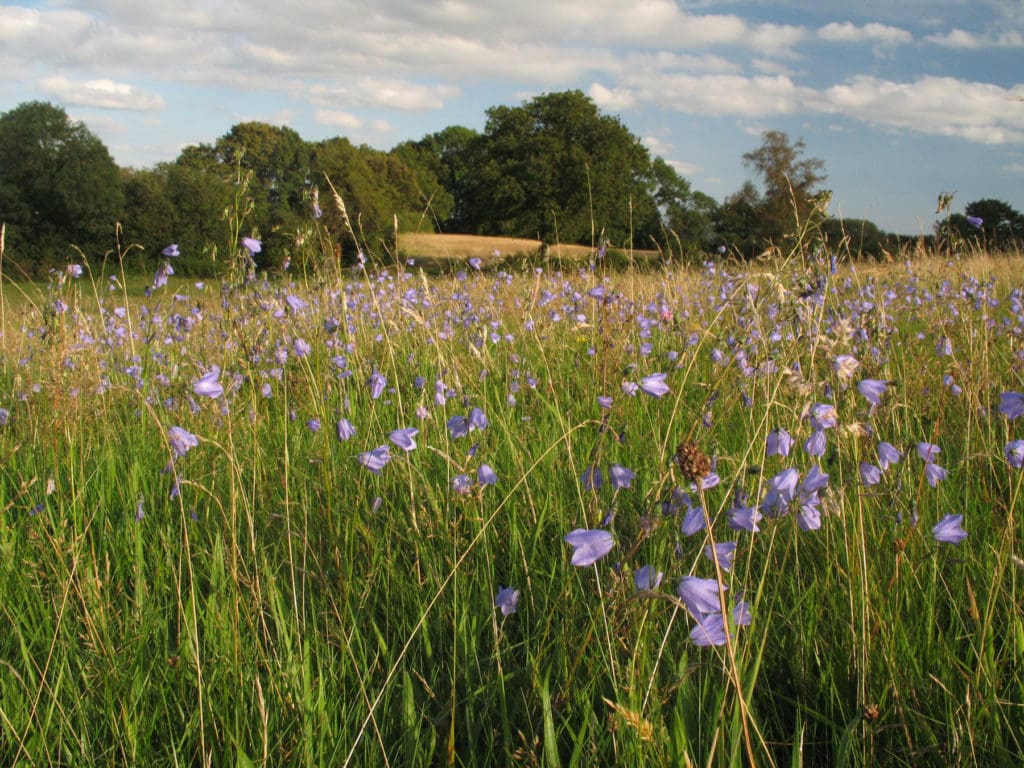 Herefordshire Wildlife Trust