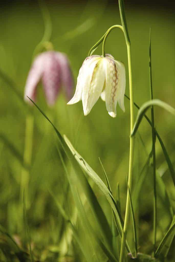 Herefordshire Wildlife Trust