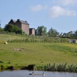 Canadian Geese at Old King Street Farm, Herefordshire