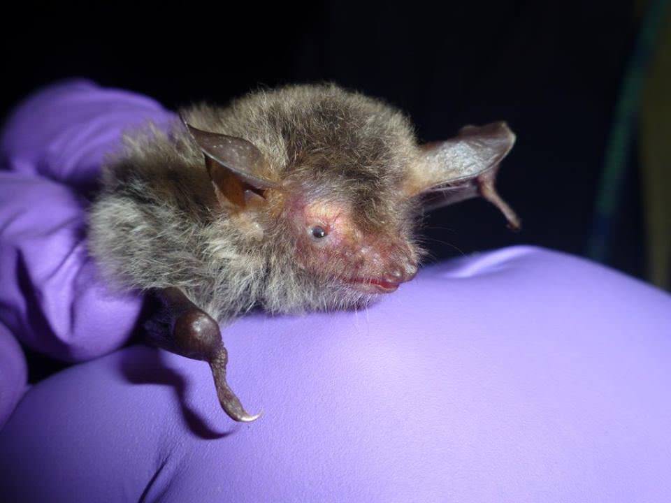 Bat trapping at Bodenham Lake