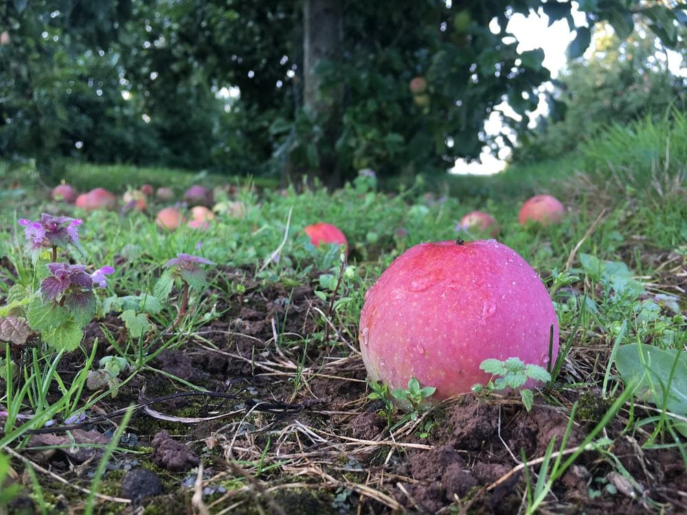 apples
