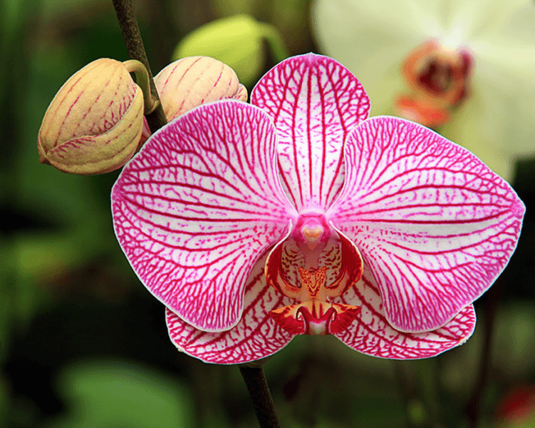 Orchid Day at Radway Bridge Garden Centre