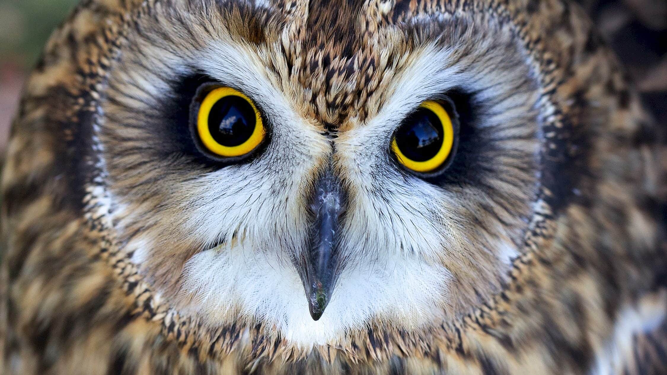 Big Wildlife Quiz Night