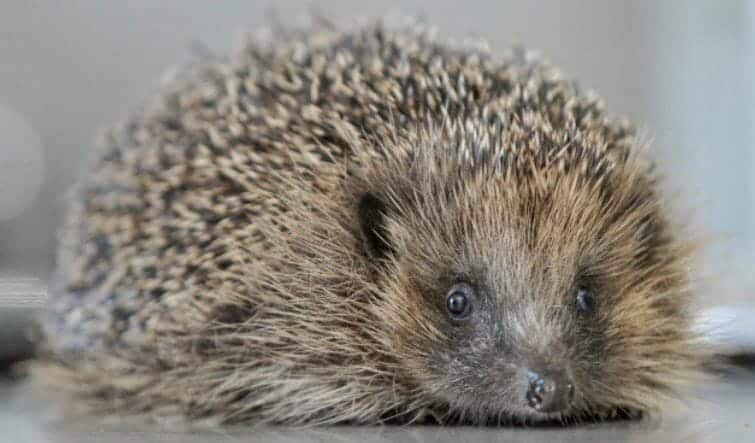 Hedgehog Talk at Radway Bridge Garden Centre