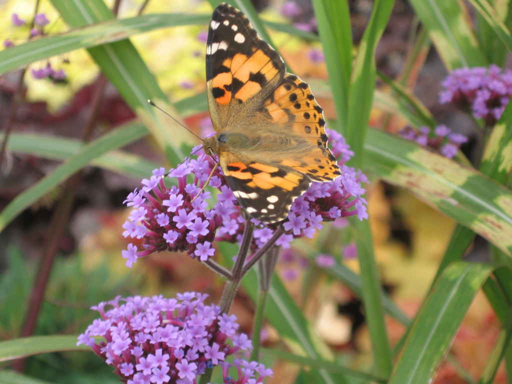 Newent Plant Centre