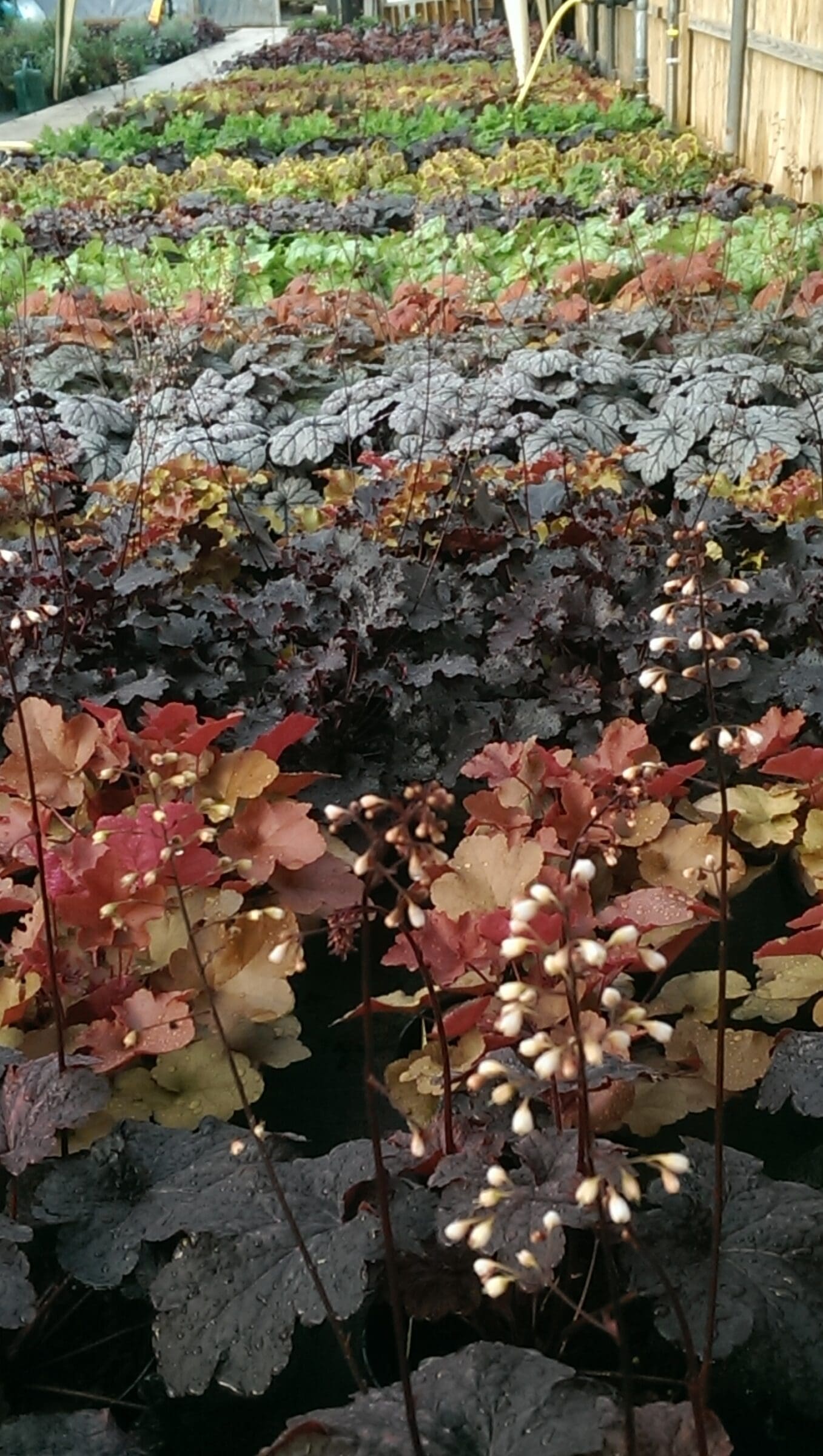 Newent Plant Centre