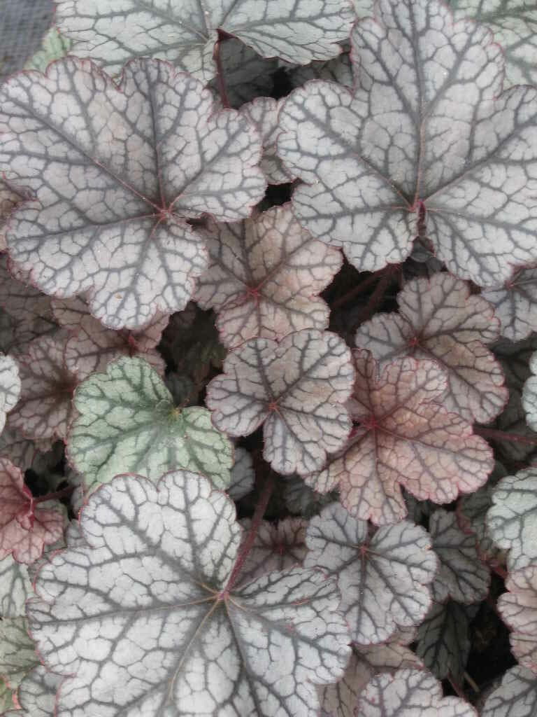 Newent Plant Centre