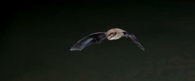 An Urban Bat Walk Through Hereford