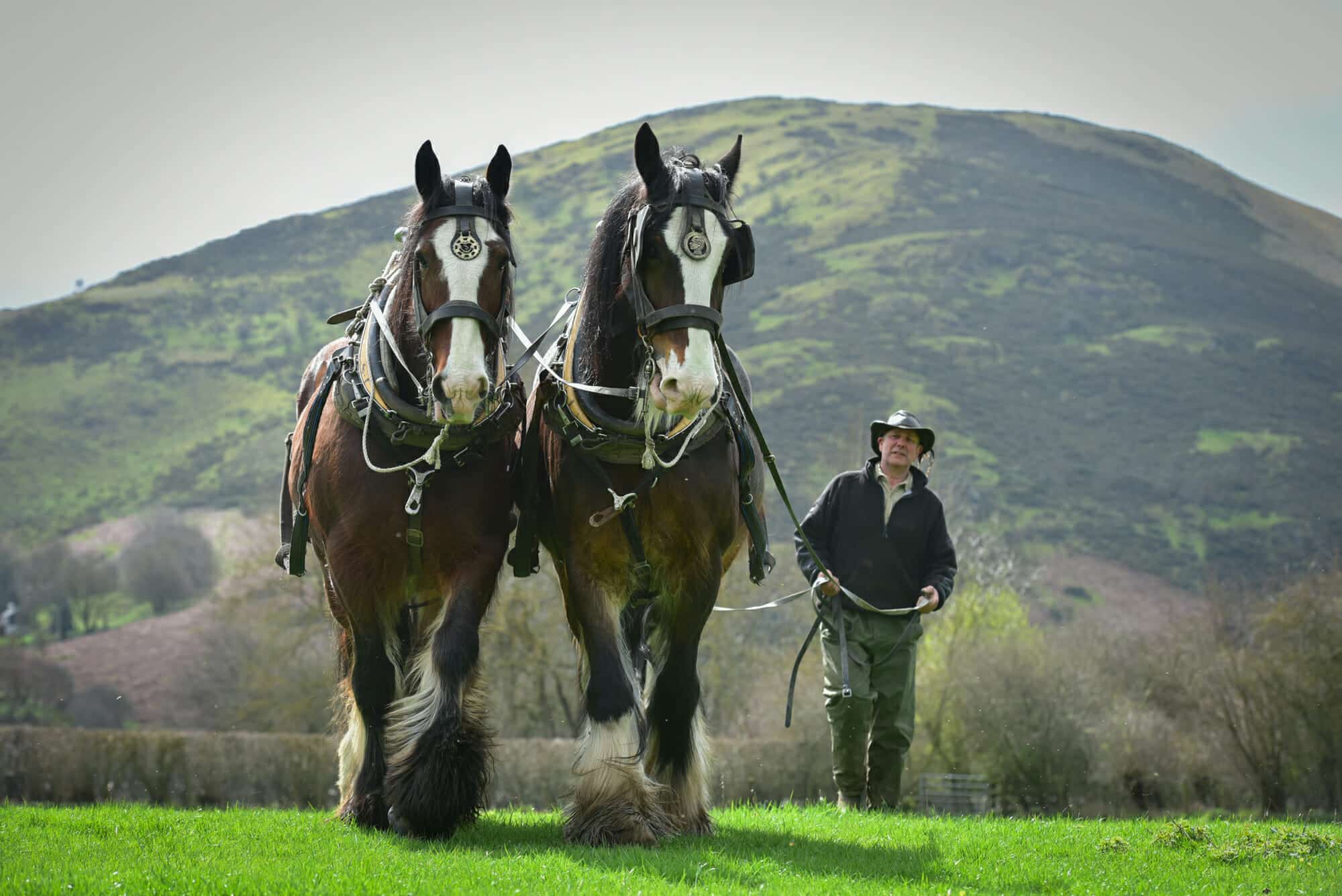 Working Horse Demonstration