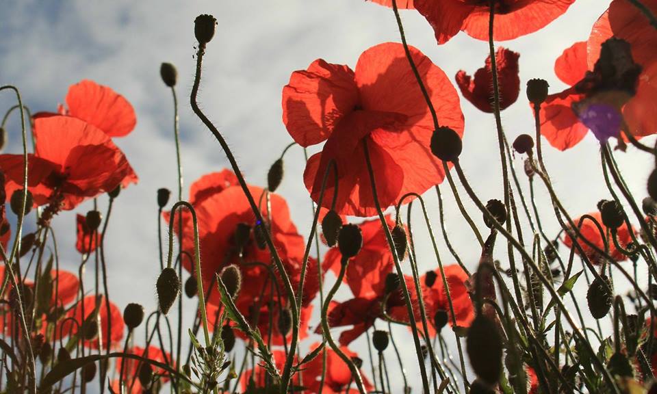 In Remembrance 100 Exhibition at Trumpet Corner