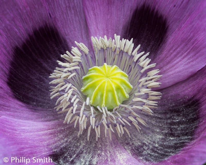 Royal Photographic Society Plants & Gardens Workshop at Stockton Bury Gardens