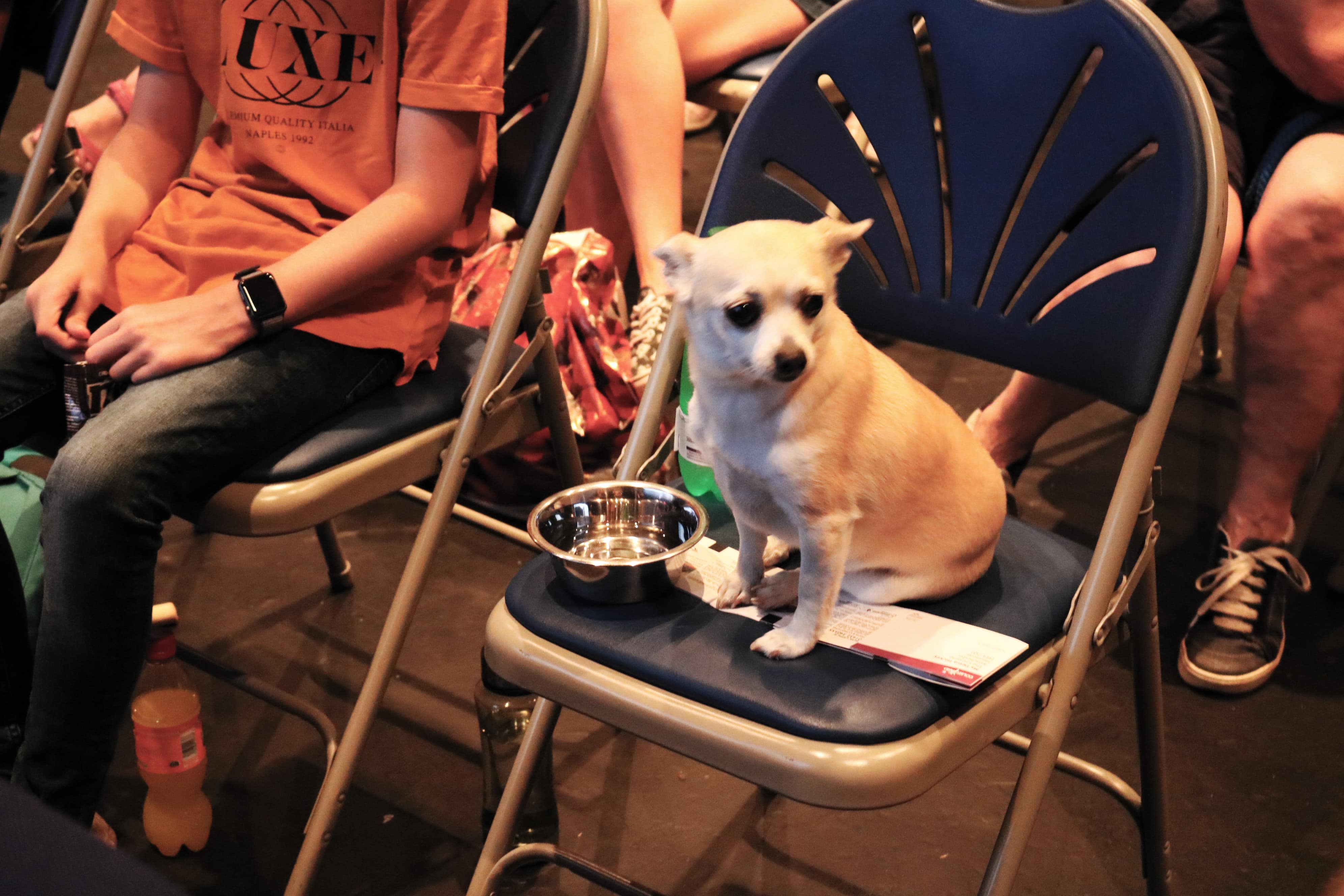 A Dog's Journey Dog Friendly Screening