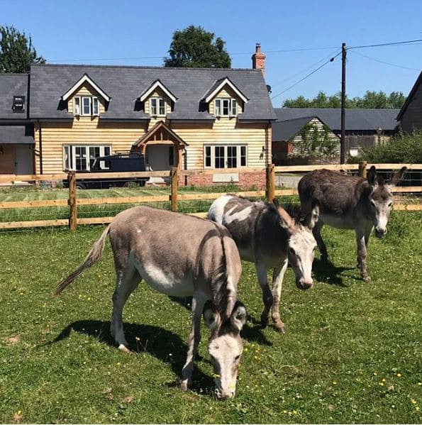 Donkey Celebration Day at Mistletoe Cottage, Kinnersley, Herefordshire