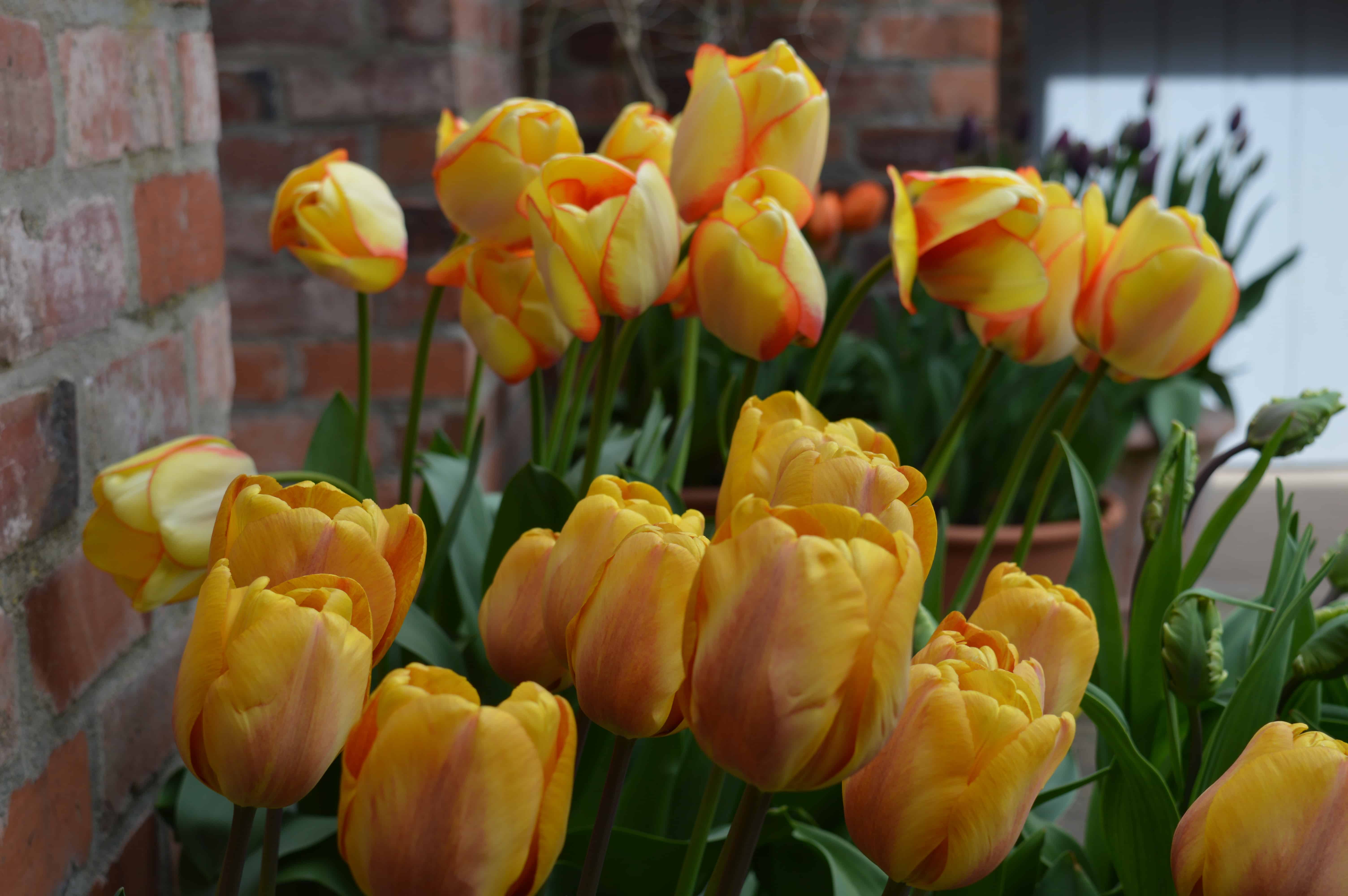 Tulip Festival at Stockton Bury