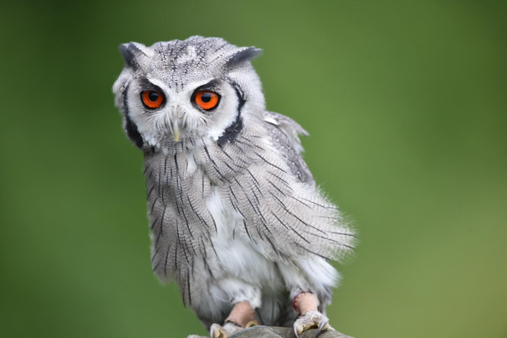 Wye Valley Falconry, Hereford