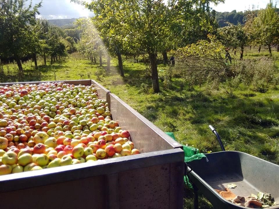 Apple Pressing and Cider Making at Brockhampton