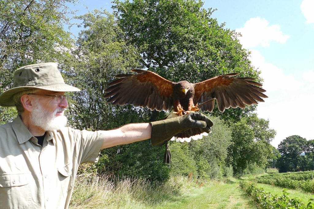 Wye Valley Falconry