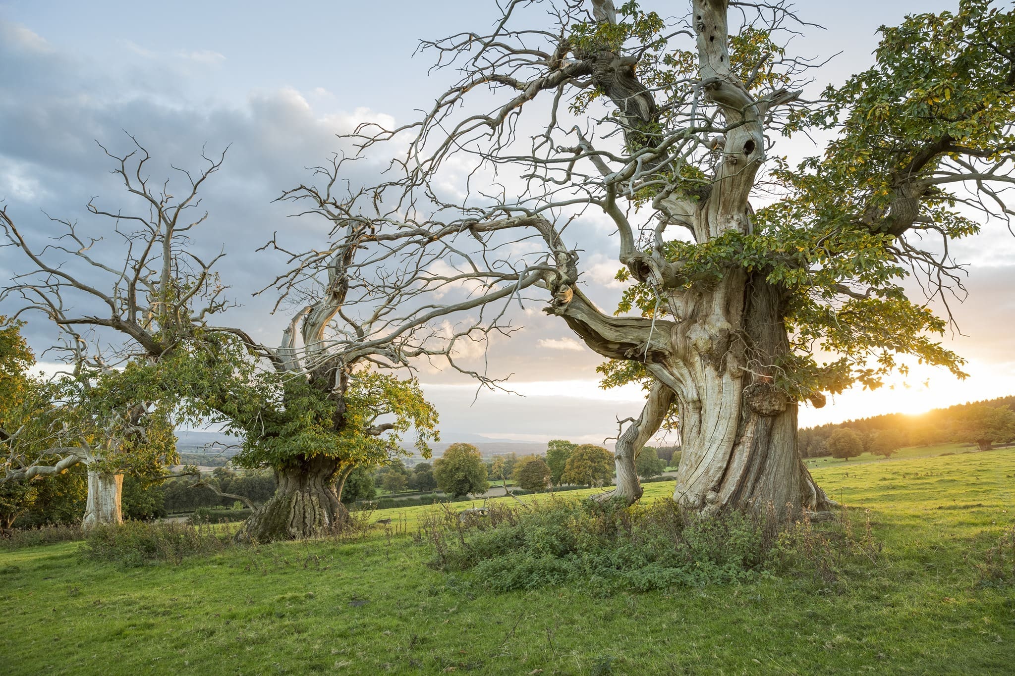 Croft Castle Ancient Tree Walks