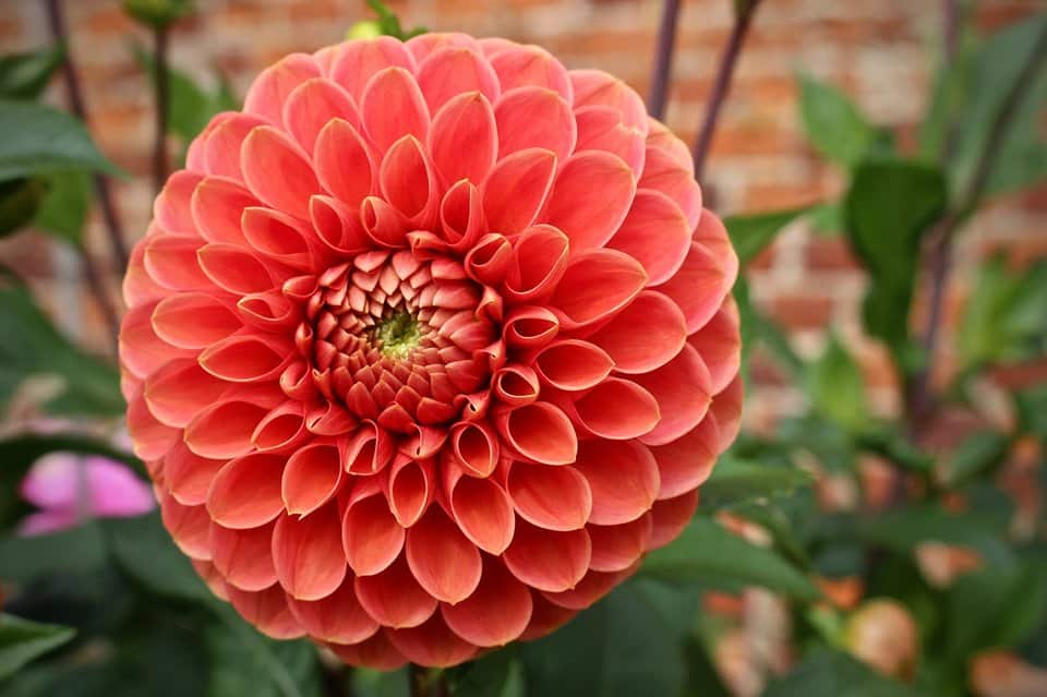 Dahlia Delights at Berrington Hall