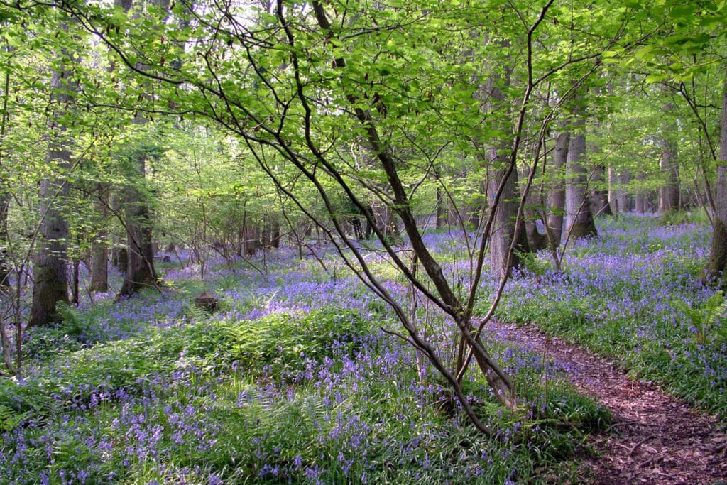 Lea and Pagets Wood