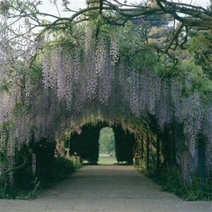 Hampton Court Gardens Wisteri Arch