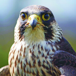 Peregrine Falcon 2