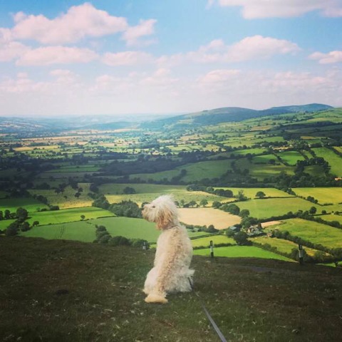 Walk your dog in Mortimer Country by E Jenkins