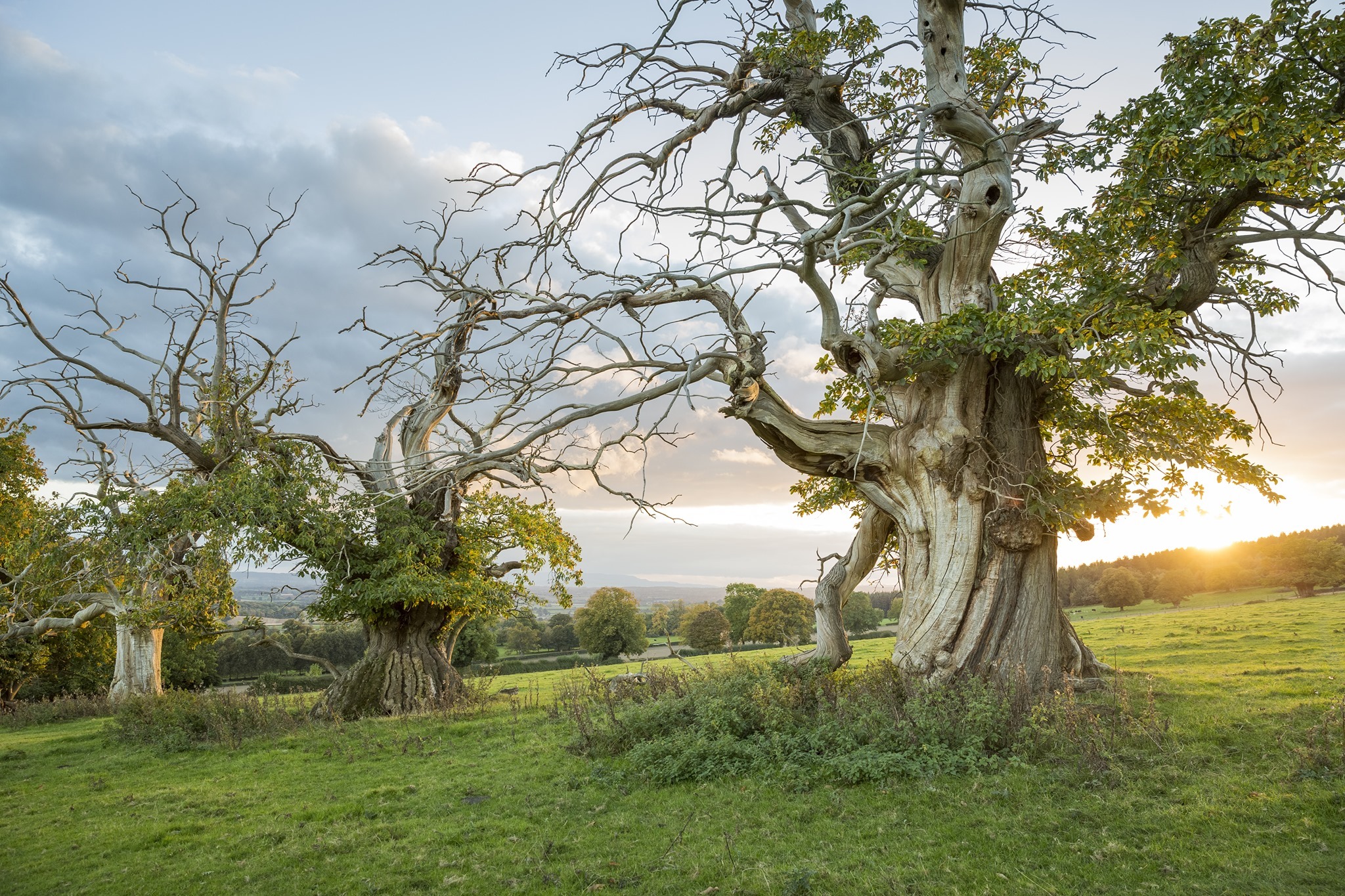 Croft Castle Ancient Tree Walks