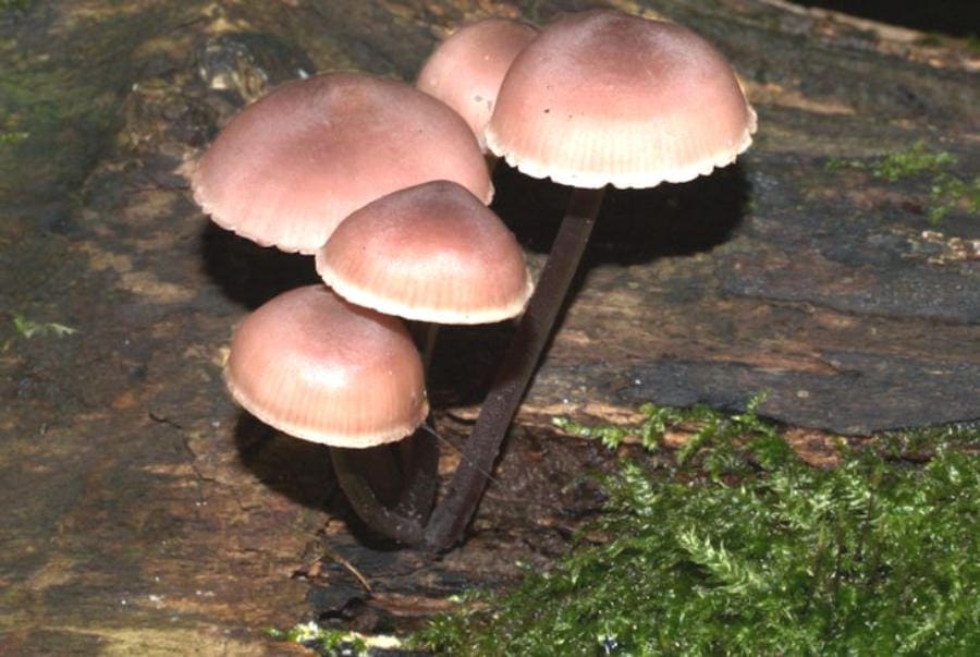 Fungus Foray & Identification Workshop