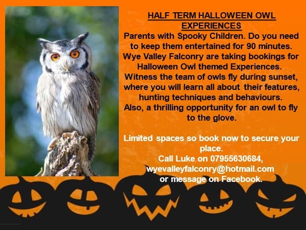 Wye Valley Falconry Owl Experience