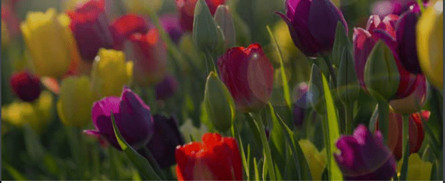 Aspects of Garden