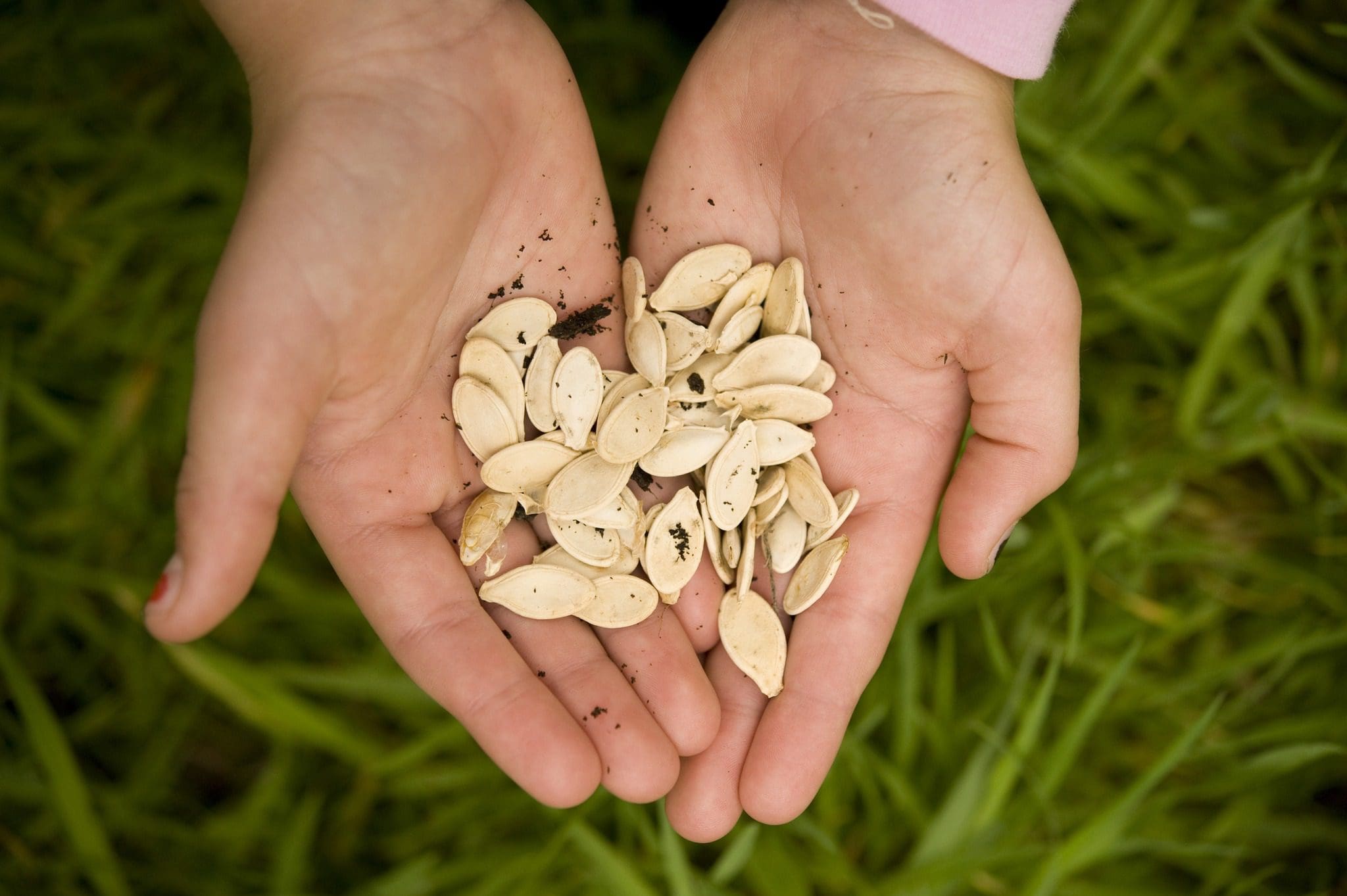 Pumpkin seeds in a child's hands.