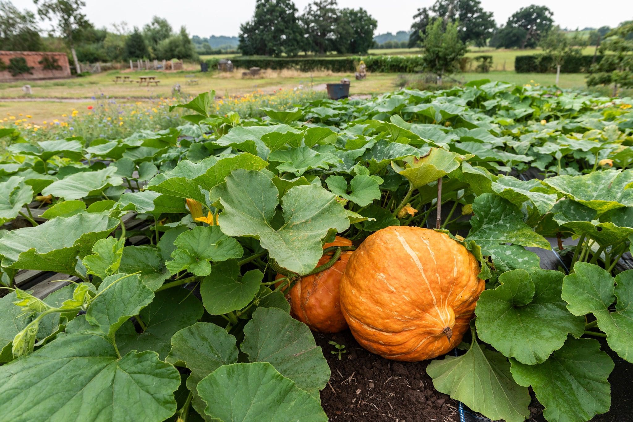 Pumpkins growing in the Walled Garden at The Weir Garden, Herefordshire
