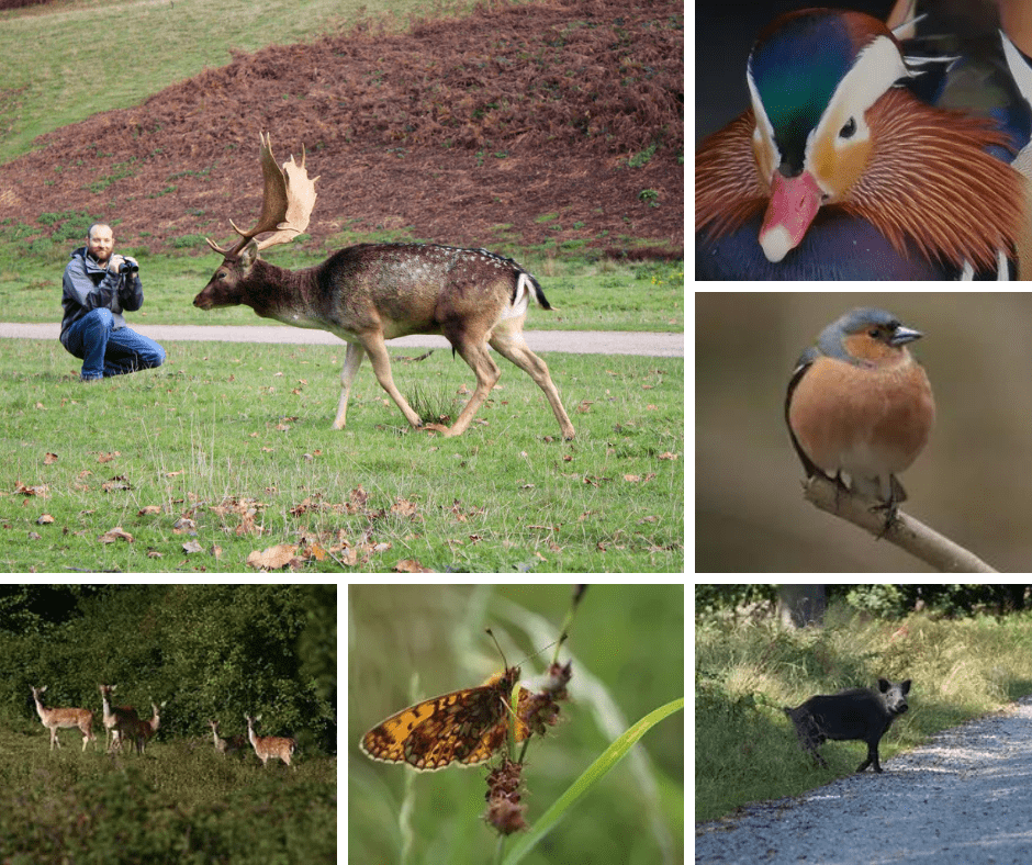 Wildlife Safari Tudorhouse