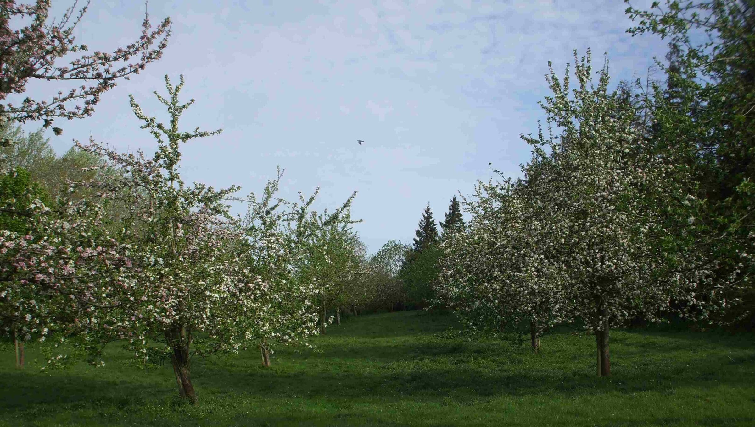 Gwatkin Cider