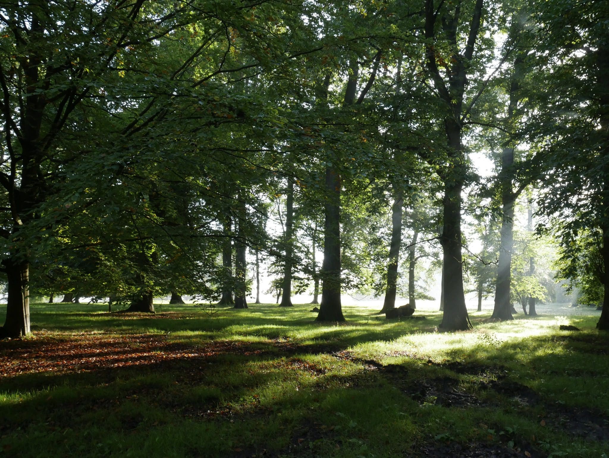 Autumn sun through mist and trees at Brockhampton Estate, Herefordshire.