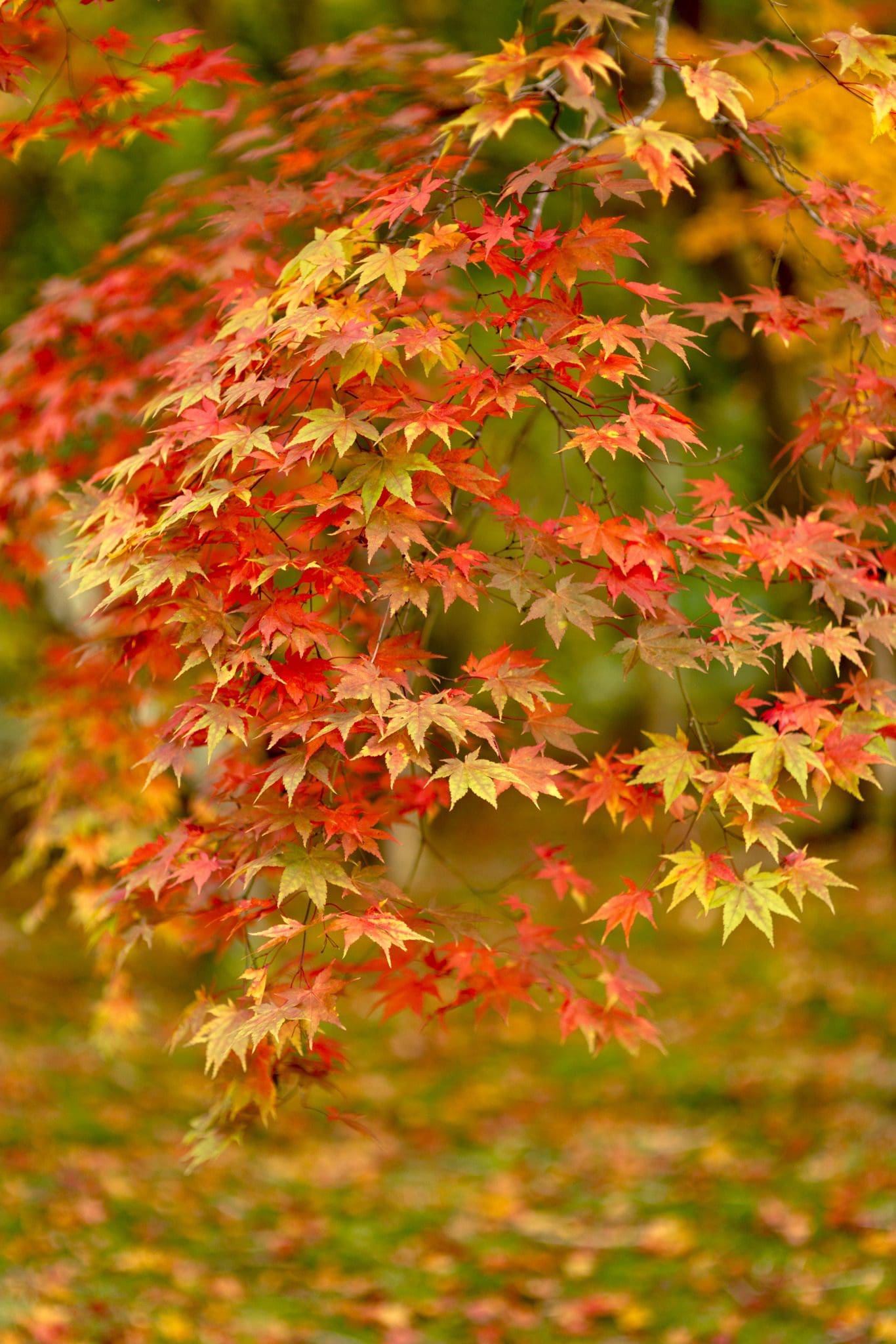 leaves at Weir Garden