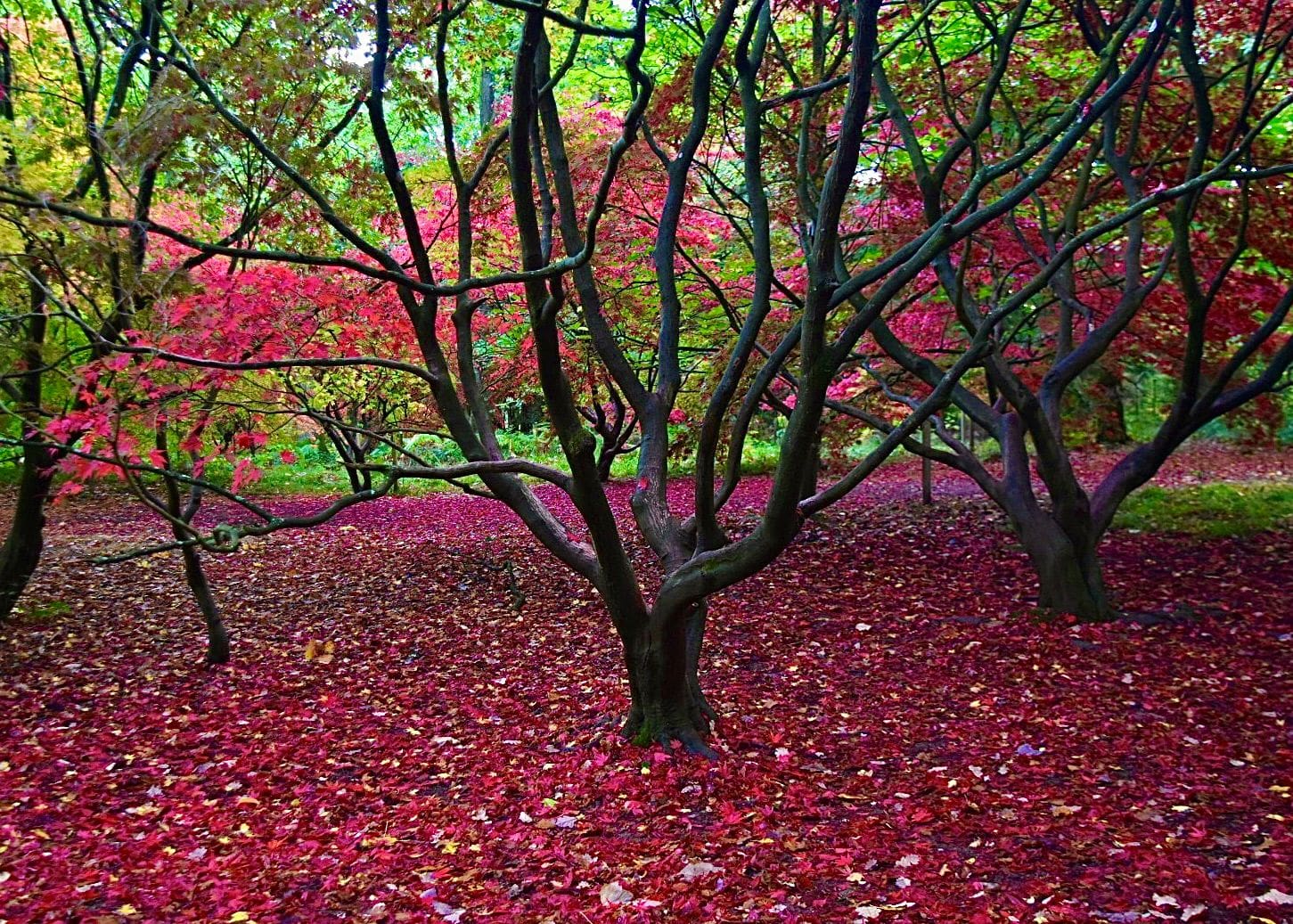 Queenswood Arboretum