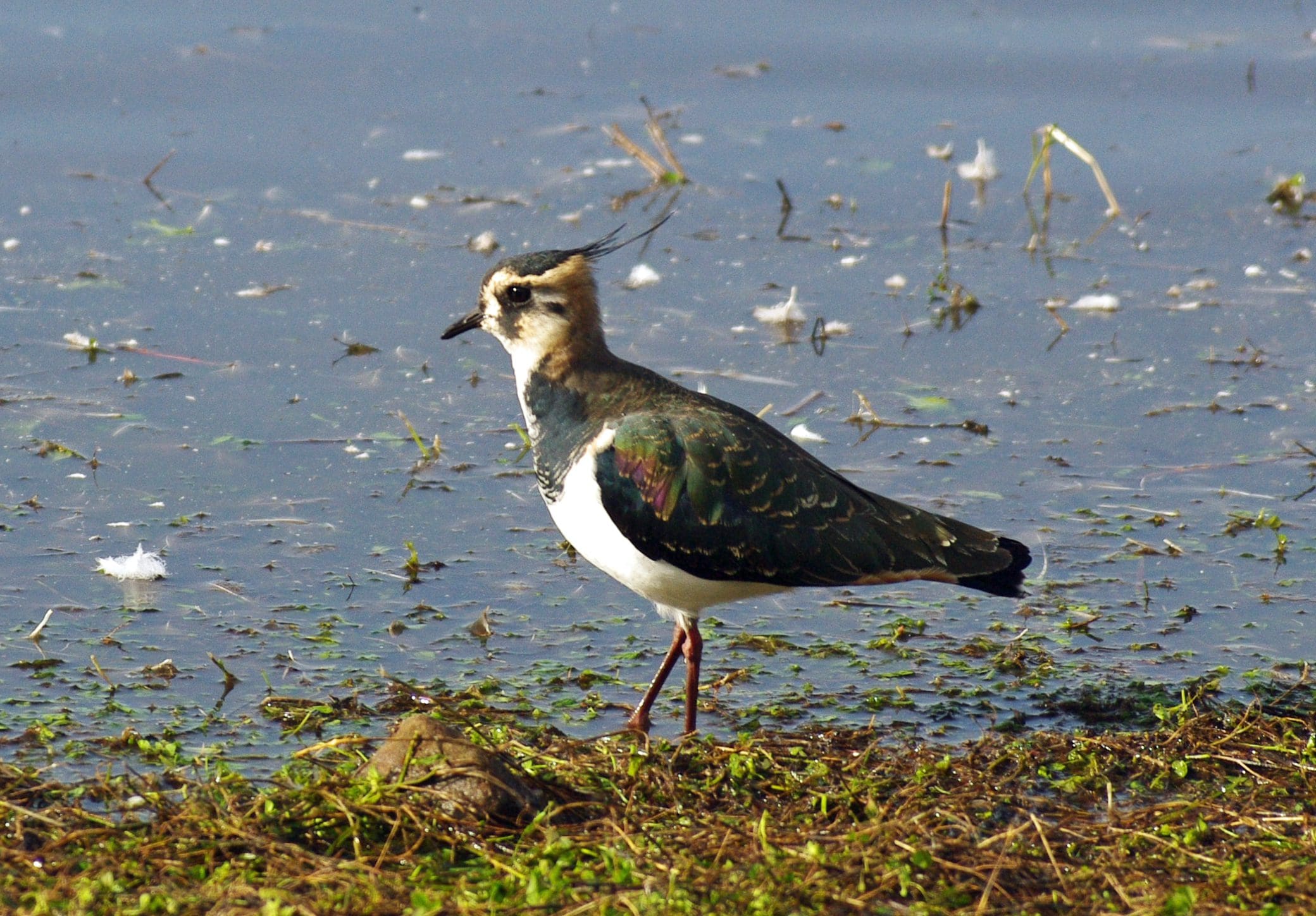 Lapwing