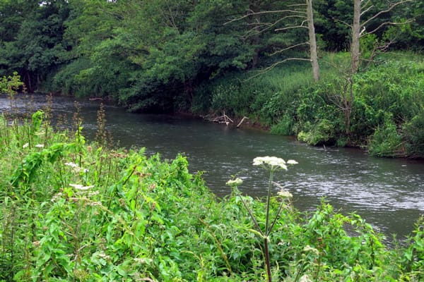 Riverside Walk 30 june