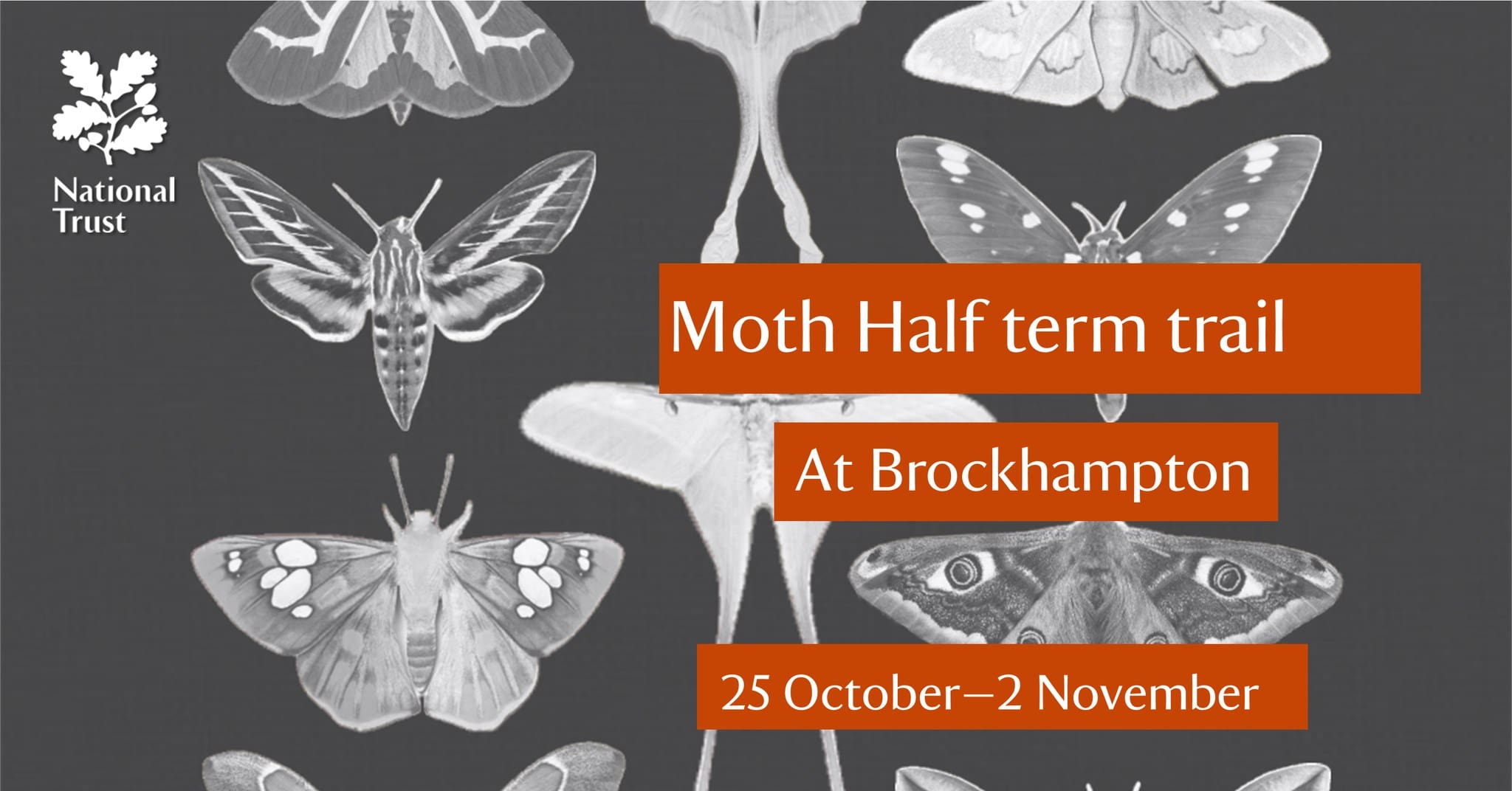 moth trail NT