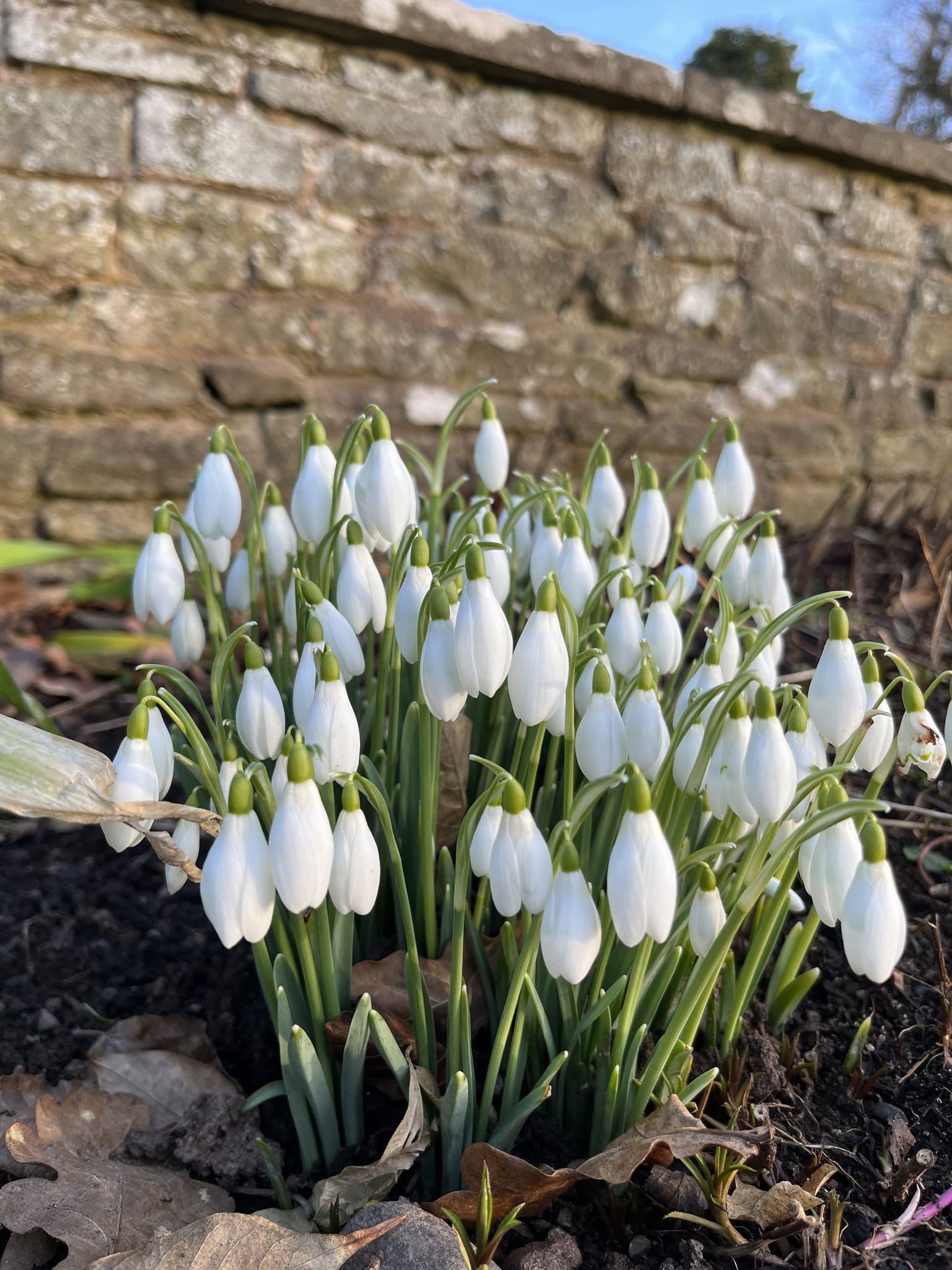 brobury snowdrops