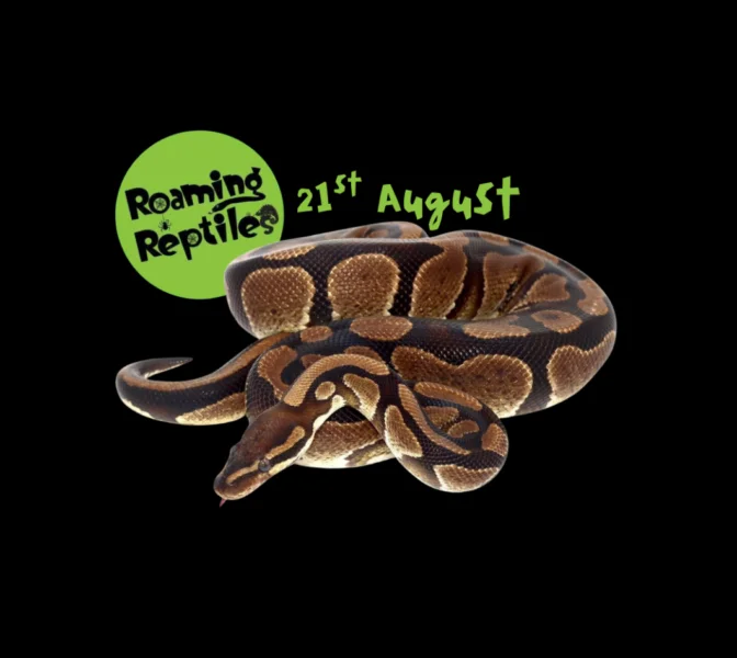 reptikes