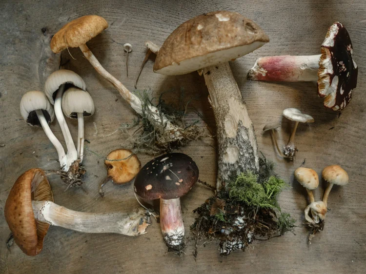 Fungi Town