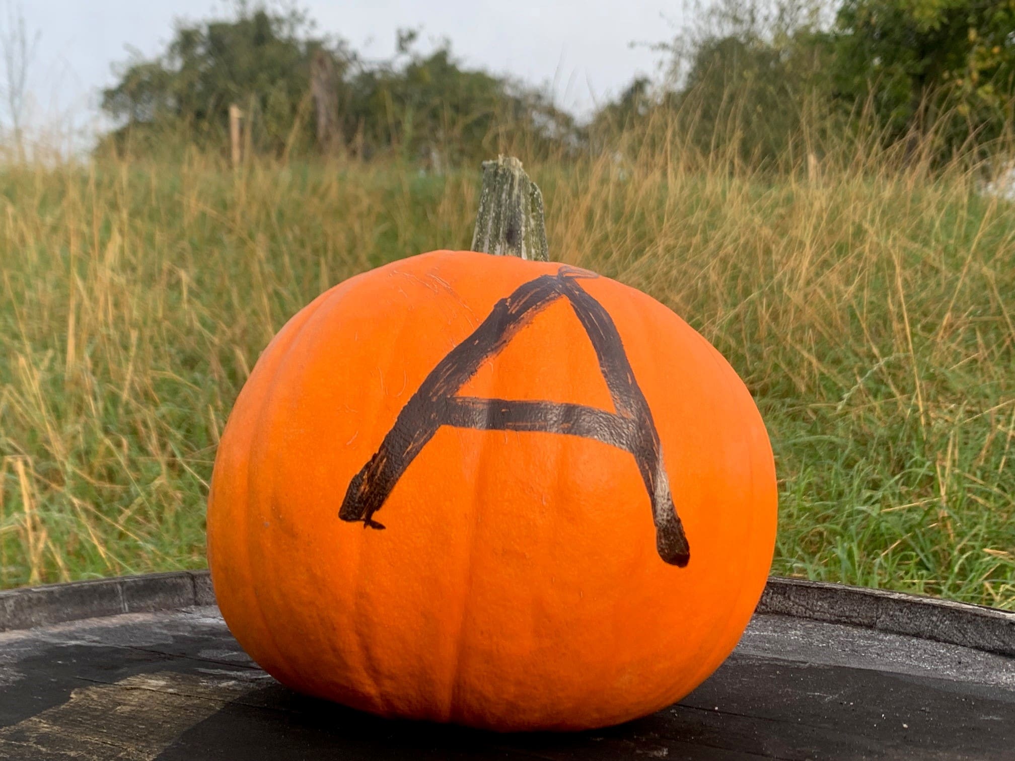 Pumpkin on barrel by orchard Newton